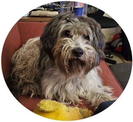 hond Robbie 13j